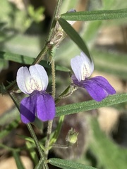 Collinsia linearis