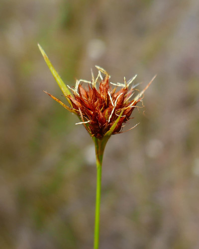 Rhynchospora ciliaris (Michx.) C.Mohr