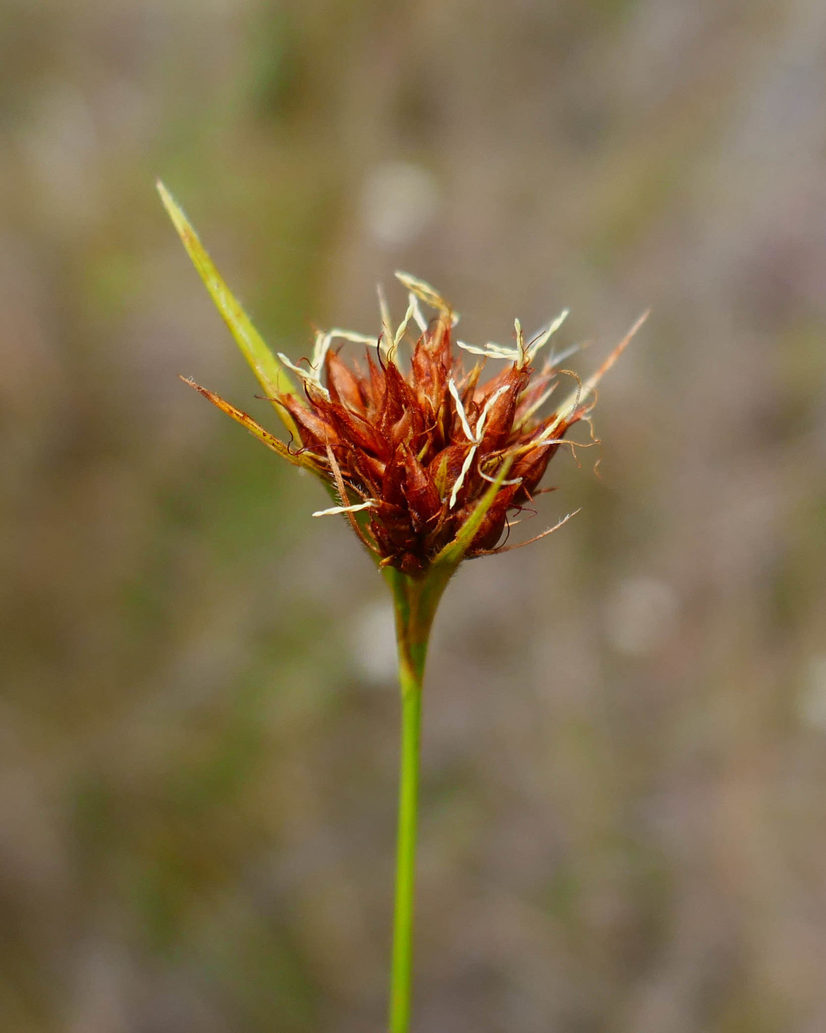 Rhynchospora ciliaris