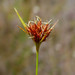Rhynchospora ciliaris - Photo 由 cassi saari 所上傳的 (c) cassi saari，保留部份權利CC BY-NC