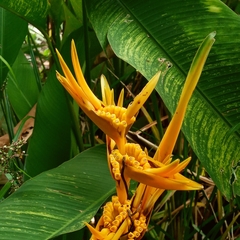Heliconia × nickeriensis, photograph Beah Vega, CC BY, iNaturalist via GBIF