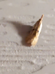 Dichomeris punctipennella