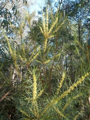 Hakea nodosa