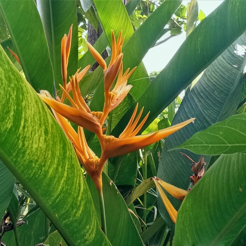 Heliconia × nickeriensis, photograph 5