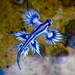 Dragón Marino Azul - Photo (c) Sylke Rohrlach, algunos derechos reservados (CC BY-SA)