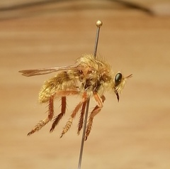 Lastaurina