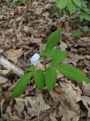 Anemonoides lancifolia