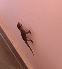 Hemidactylus brookii