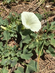 Calystegia subacaulis subacaulis