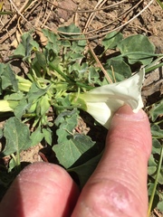 Calystegia subacaulis subacaulis