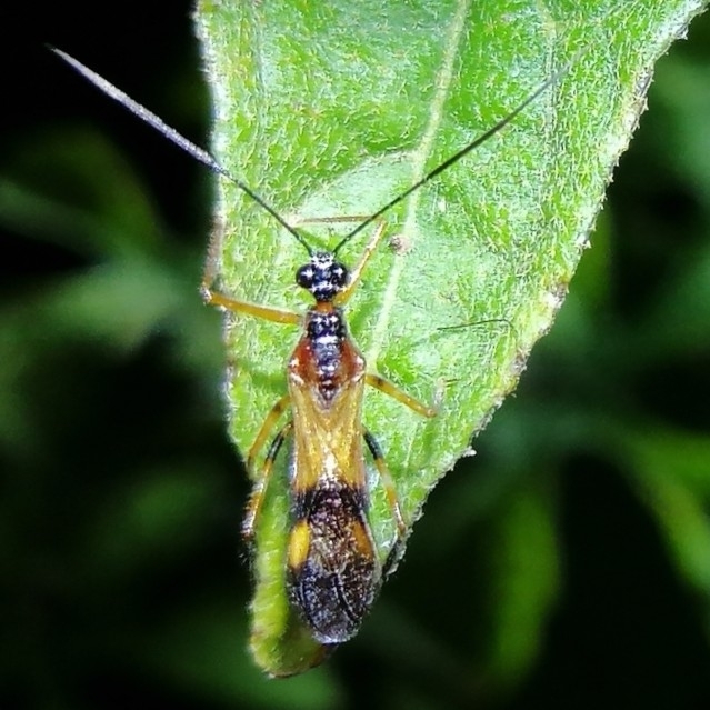 Graptocleptes sanguineiventris