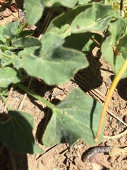 Calystegia subacaulis subacaulis