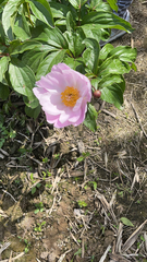 Paeonia