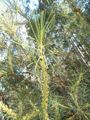 Hakea nodosa