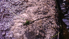 Ophiogomphus colubrinus