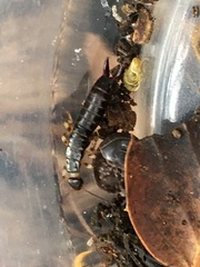 Dermaptera