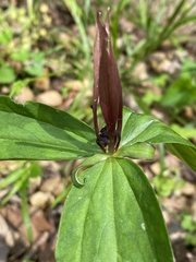 Trillium lancifolium
