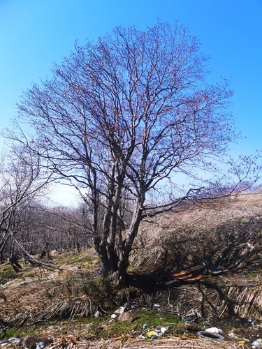 Manchurian Alder