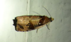 Olethreutes footiana