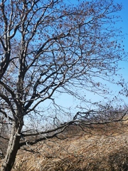 Alnus hirsuta