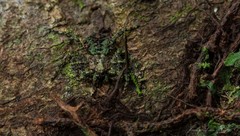 Stephanopis carcinoides