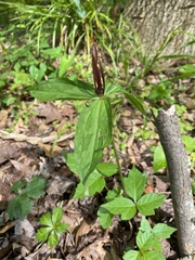 Trillium lancifolium