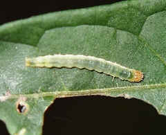 Epiphryne verriculata