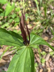 Trillium lancifolium