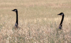 Branta canadensis