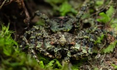 Stephanopis carcinoides