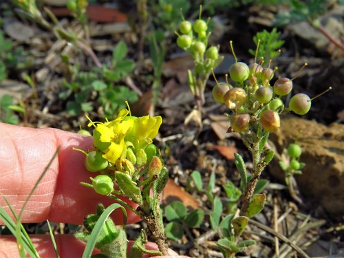 Image of Physaria densiflora by (c) Annika Lindqvist, some rights reserved (CC BY)
