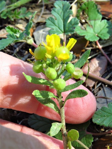 Image of Physaria densiflora by (c) Annika Lindqvist, some rights reserved (CC BY)