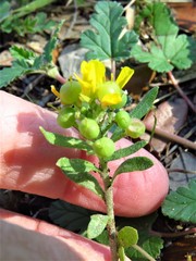 Physaria densiflora