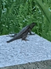 Sceloporus occidentalis