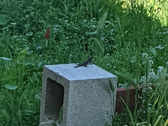 Sceloporus occidentalis
