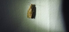 Olethreutes permundana