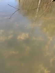 Potamogeton amplifolius