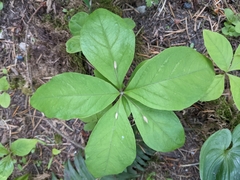 Lysimachia latifolia