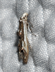 Blastodacna