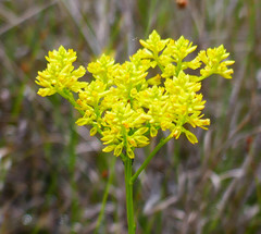 Polygala ramosa