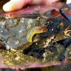 Flabelligera bicolor