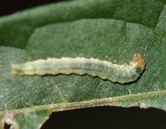 Epiphryne verriculata