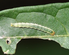 Epiphryne verriculata