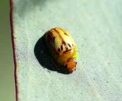 Peltoschema hamadryas