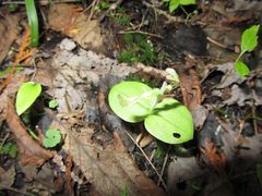 Neottia convallarioides
