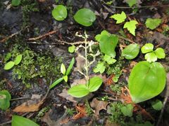 Neottia convallarioides