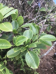 Psychotria mariniana
