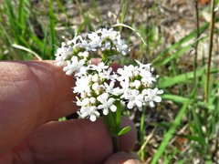 Valerianella amarella