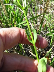 Valerianella amarella
