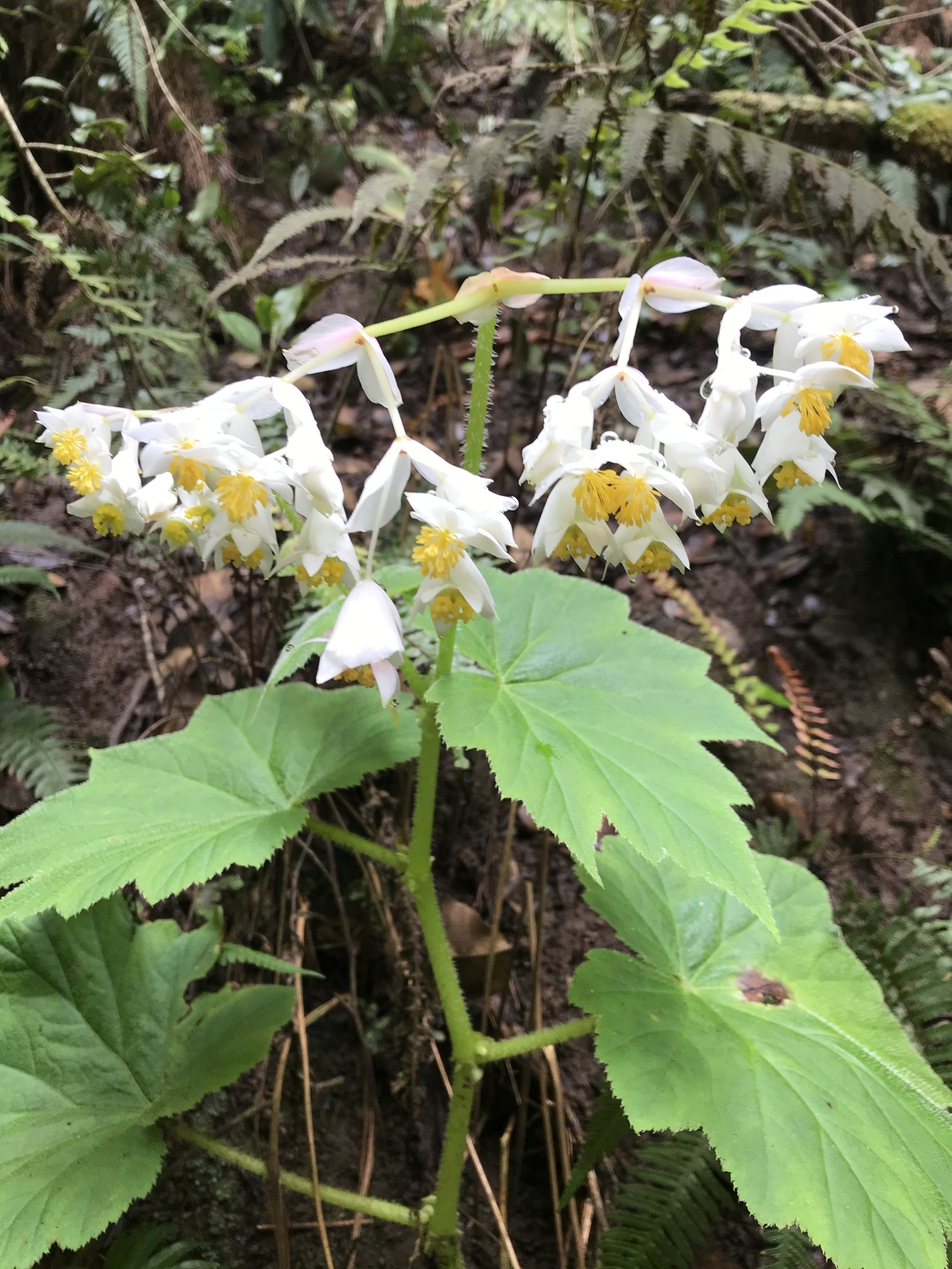 Begonias Y Parientes (Familia Begoniaceae) · NaturaLista Colombia